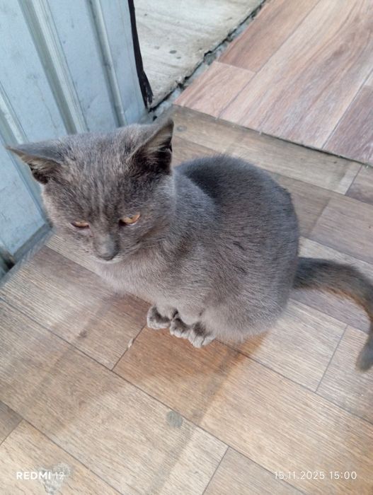 Отдам в добрые руки