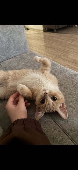 Отдам котенка мальчика