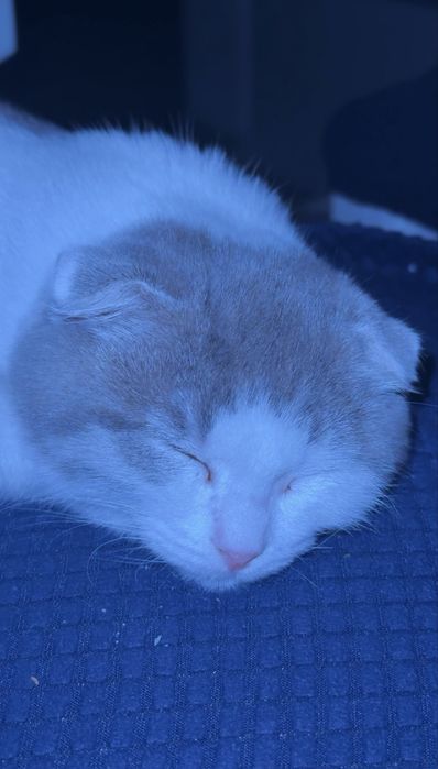 висЛоуХие ШотЛанДскиЕ кошка