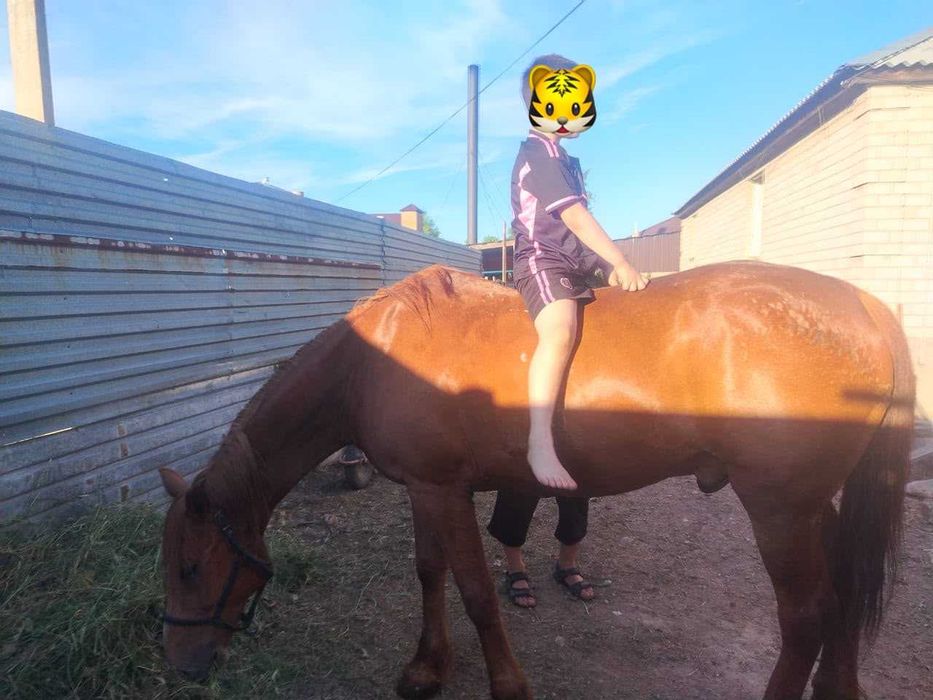 Продам лошадь (мерин)