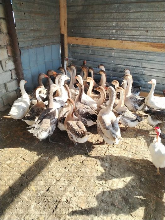 Vând gâște americane