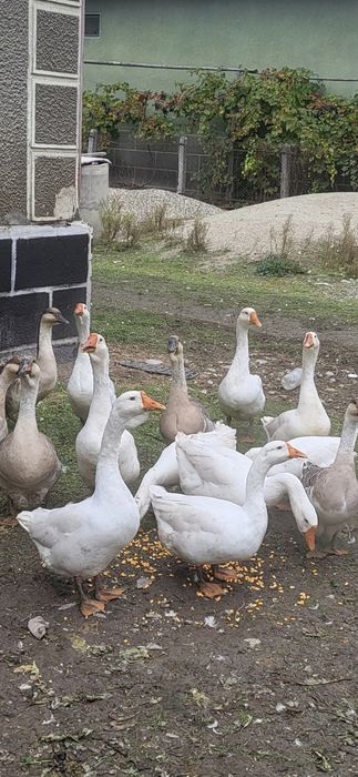 Gaste  si gascani de vanzare