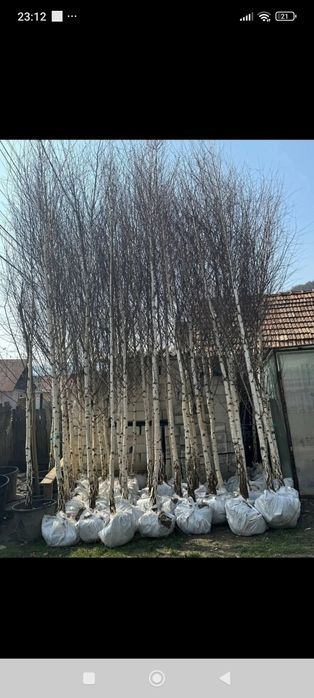 Puieții salcâm la preț bun