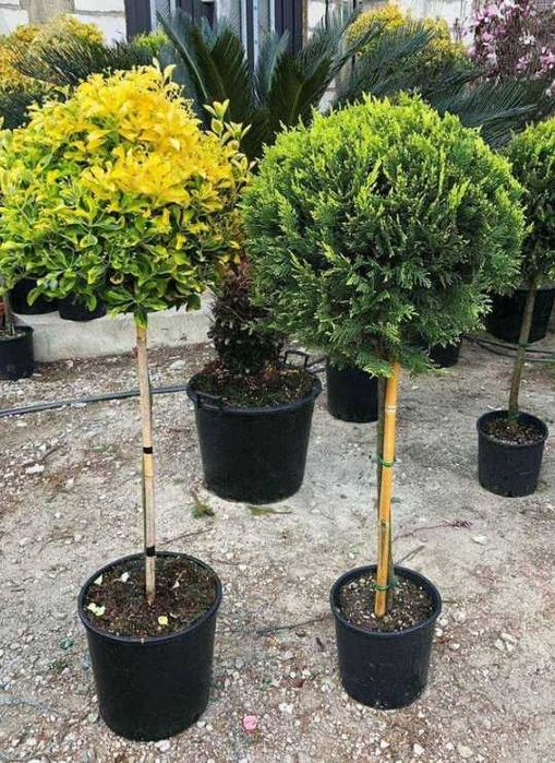 Plante Decorative pentru Grădini și Curți Premium