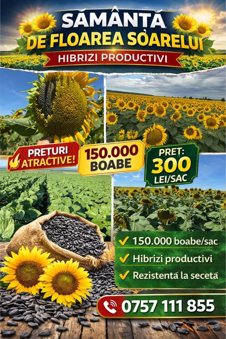 Samanta floarea soarelui si porumb