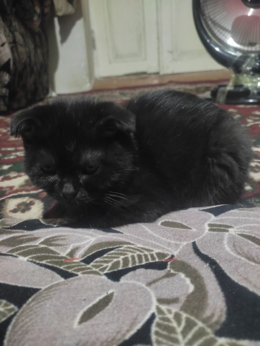 Кошичка домашняя