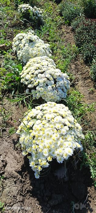 Глобус гуллари сотув бошланди