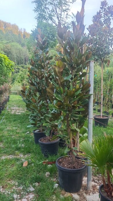 Tuia Leylandii -Perfecta pentru curtea ta .