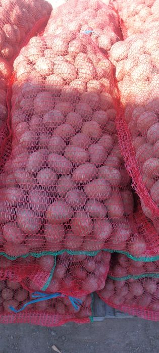 Cartof  samanta  belaroza