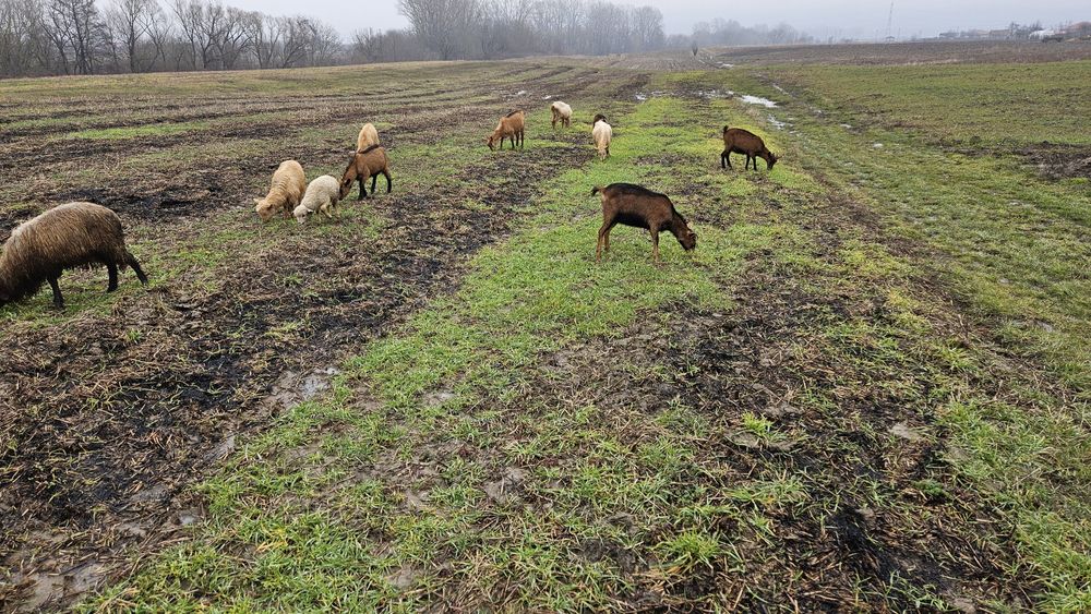 Vand 9 capre si un berbeac