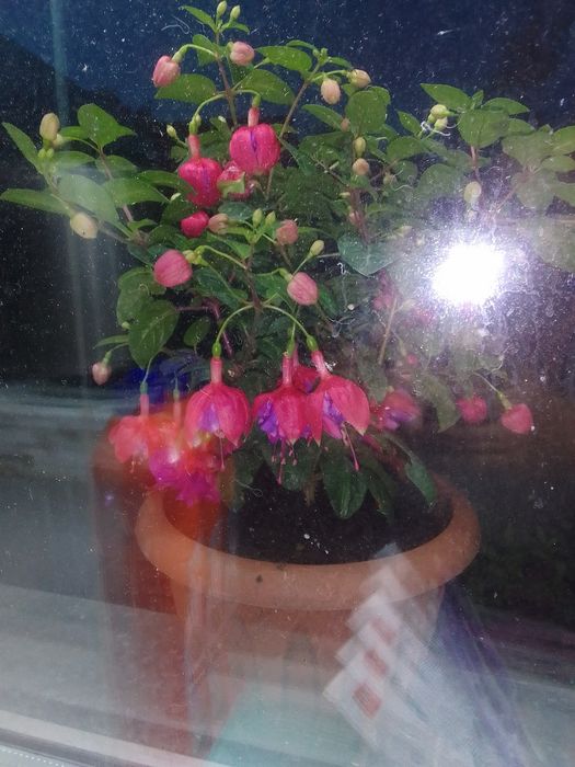 Продам цветы фуксии