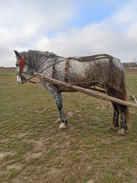 Vând iapa de 6 ani garatata de pădure lemn pe jos fac schib