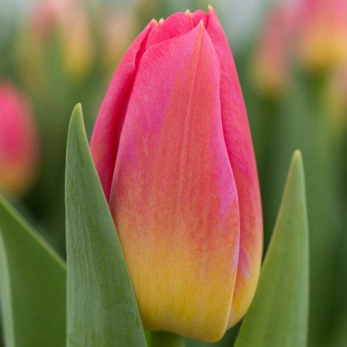 Тюльпаны к 8 марта город Павлодар Оптом Розница доставка