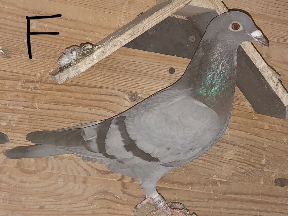 Toti 10 la 400roni = Arden,New Laureat , Sticalbaut