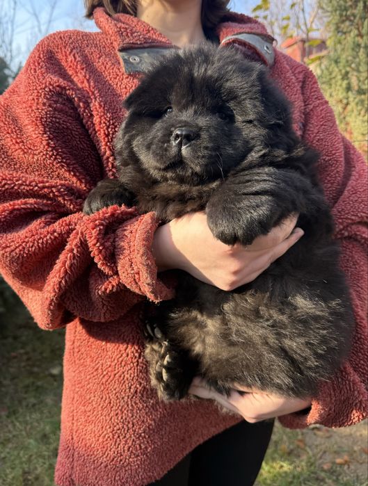 Прекрасные щенки чау чау