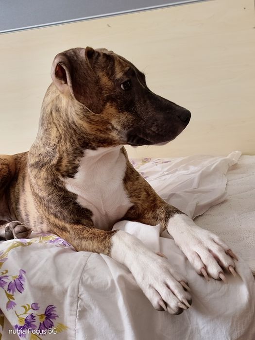 Отдам щенка Стаффорда 8 месяцев