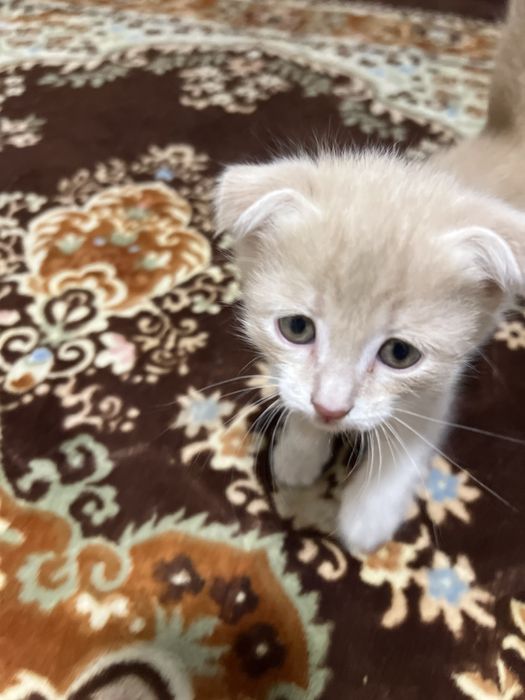 Shinshilla skotish fold