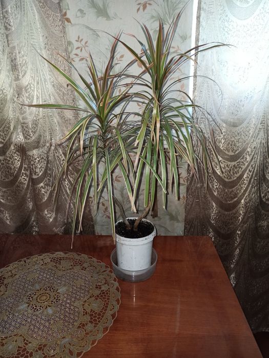 Драцена триколор!