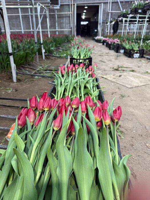 Премиальные Тюльпаны Астана