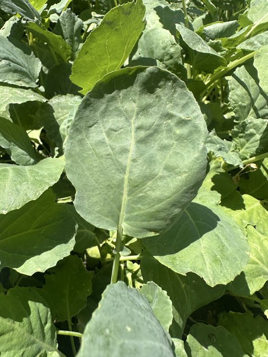 Разсад  за  зеле