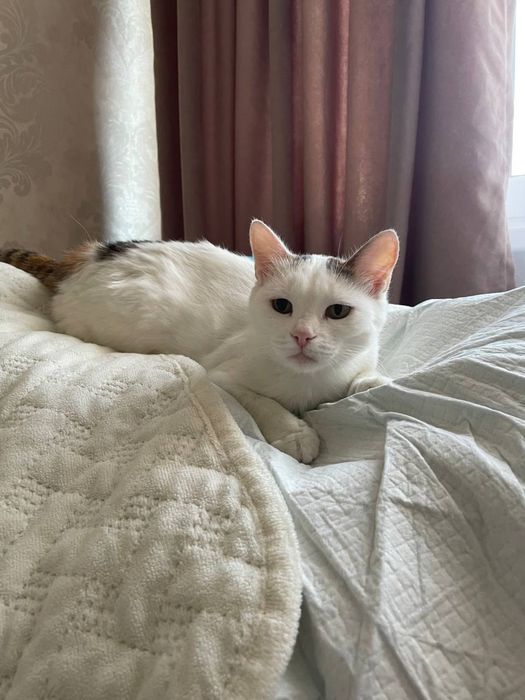 Отдам кошку в добрые руки