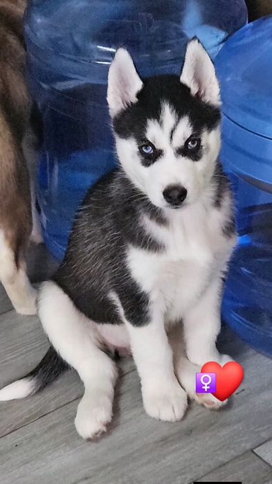 Pui husky siberian femela