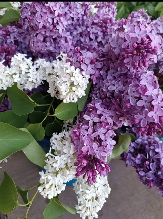 Продам саженцы сирени