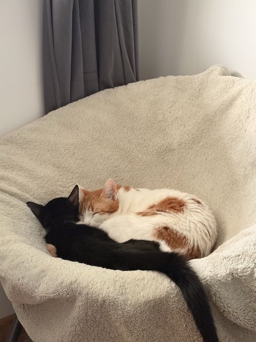 Cat Sitter Brasov