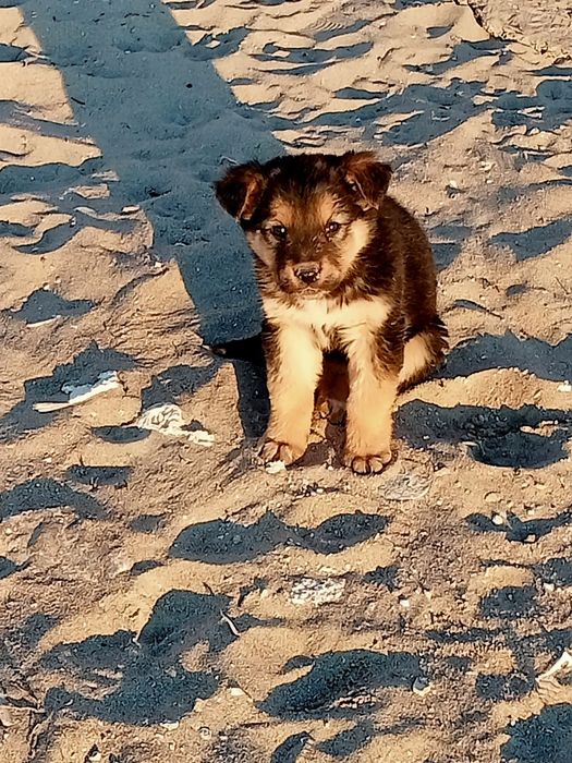 Щенки в хорошие руки