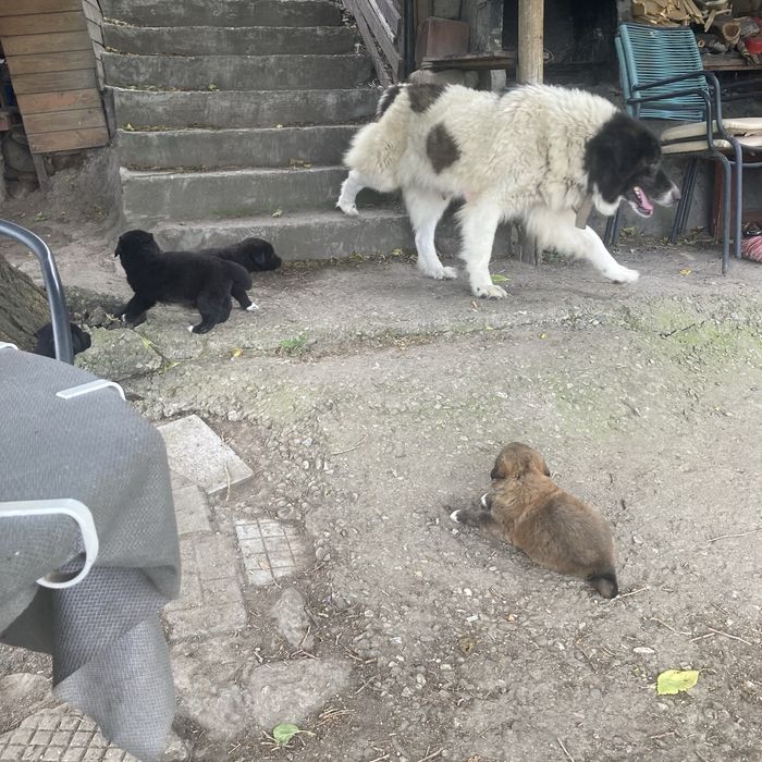 Каракачанки подарявам