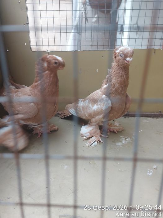 Голуби нават маладые