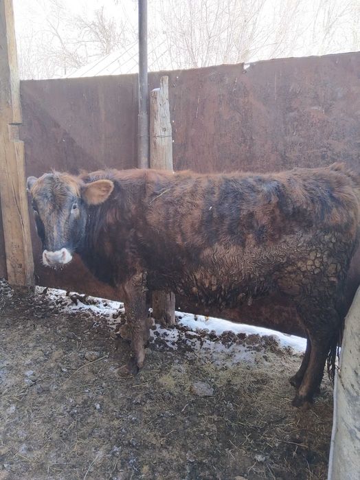 Продаются телочки.