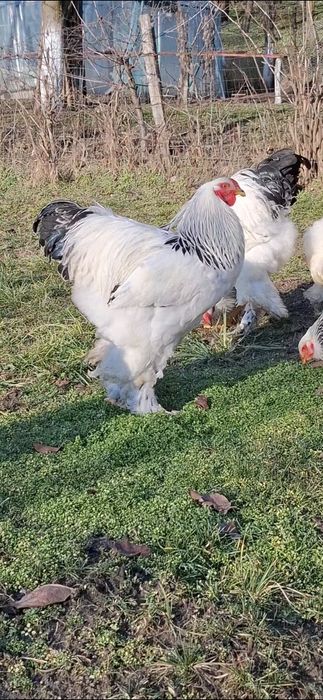 Ouă incubat brahma herminat deschis