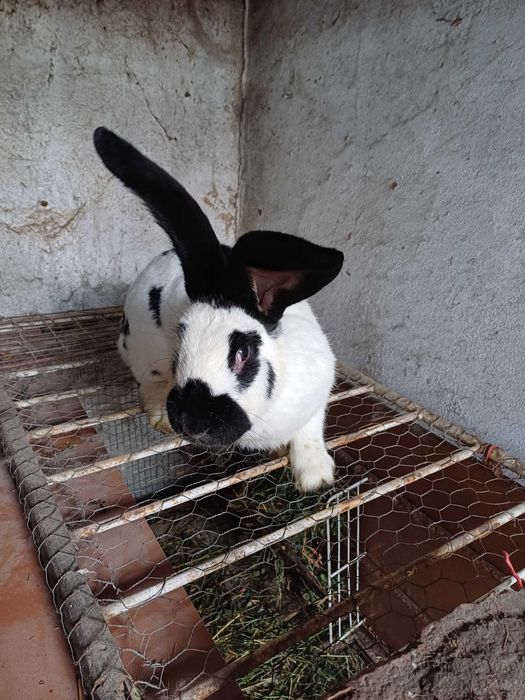 Iepuri diferite rase