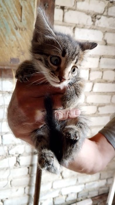 Котята ищут любящих хозяев