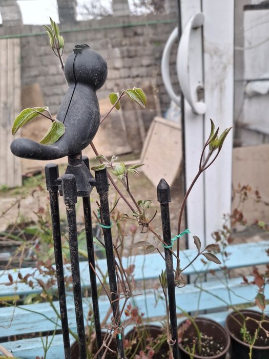 Пионы древовидные,травенистые,клематисы