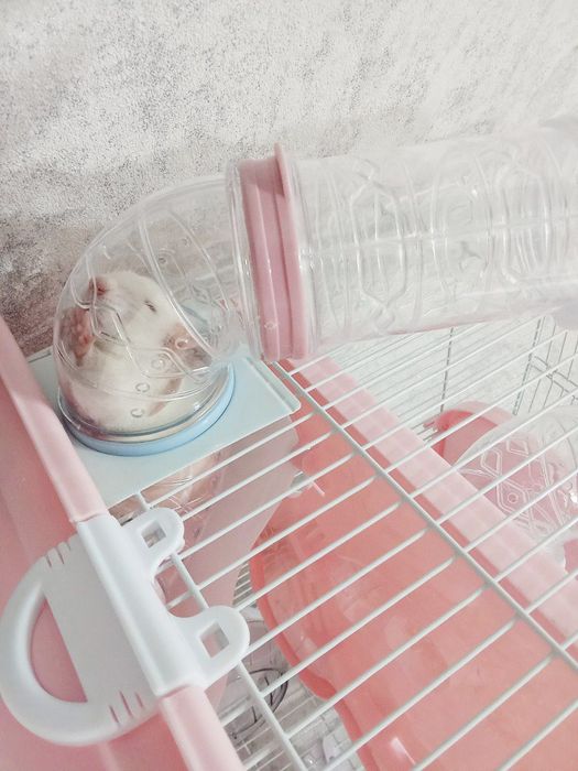 Отдам крысу Дамбо