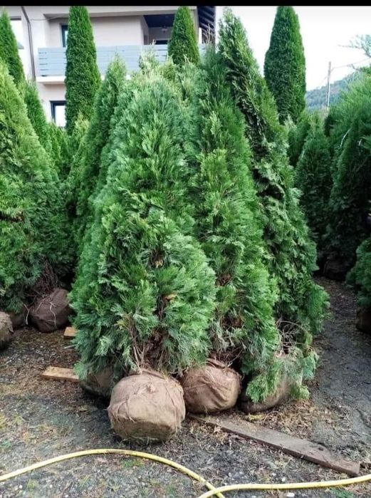 Gazon rulou,plante tuia,piatra cubica,piatra de placat