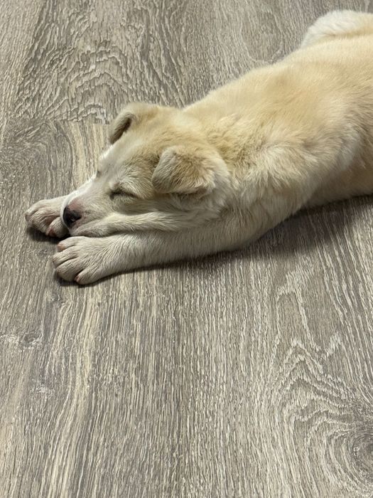 Щеночек помесь алабая мальчик