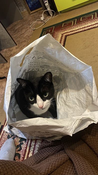 Отдам кота в добрые руки