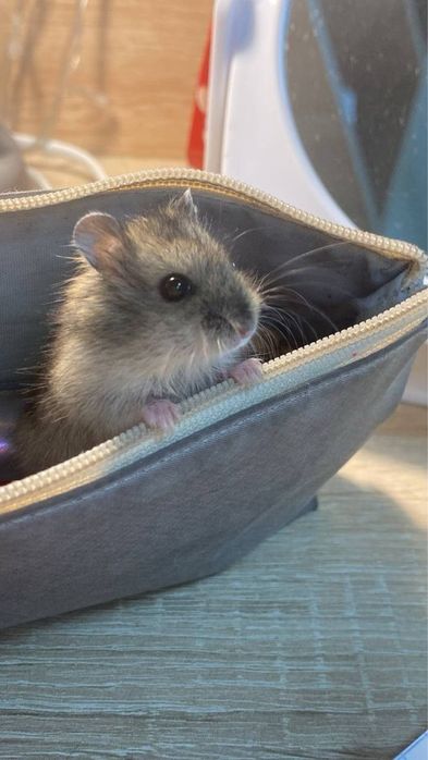 Продам хомячков джунгарики