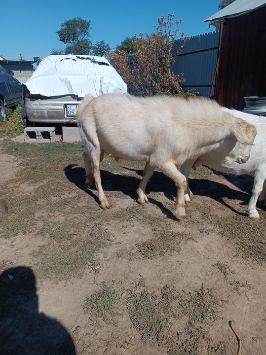 Продается козлы зааненские