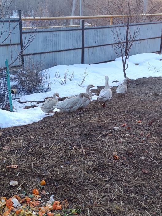 Продам  гусей...