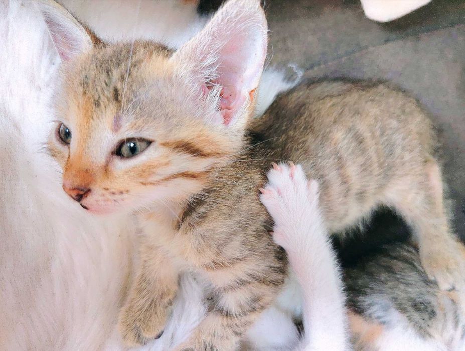 ПОДАРЯВАМ 5 женски котенца