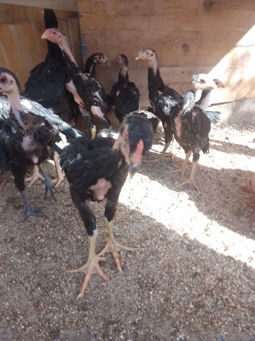 О Шамо Ташкент. Чистокровные