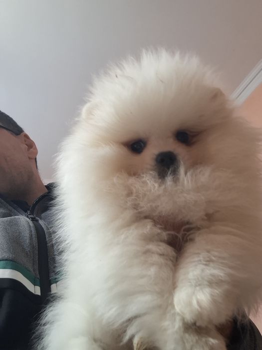 Pomeranian pui mascul