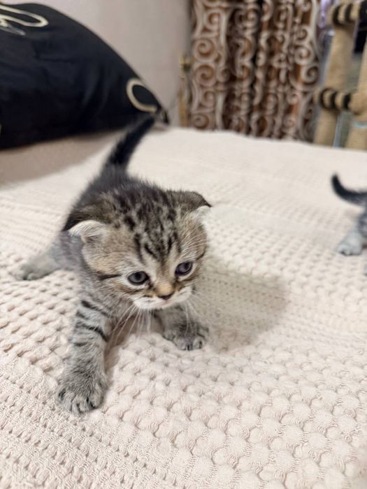 Котята вислоушки
