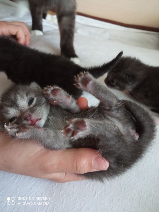 Отдтам шотландских котят