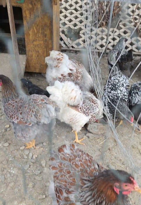 Vând ouă de găină pentru incubat. Preț avantajos!