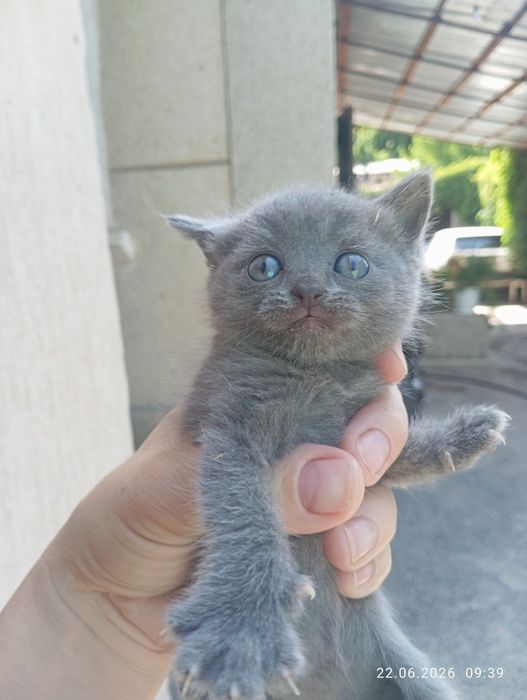 Котята вислоухие